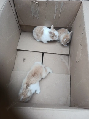 Disponibili iepuri cap de leu, californieni, rex pitic, rex tricolor, rex dalmațieni 