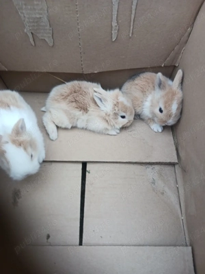 Disponibili iepuri cap de leu, californieni, rex pitic, rex tricolor, rex dalmațieni  - imagine 2