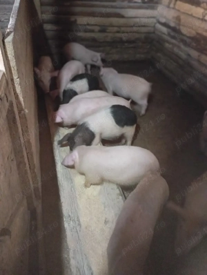 purcei de vânzare  - imagine 2