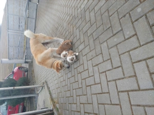 Akita inu femelă - imagine 9