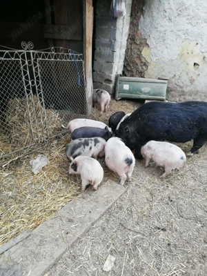 Purcei si porci de vinzare  - imagine 2