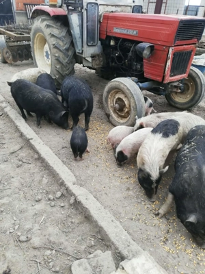 Purcei si porci de vinzare  - imagine 4