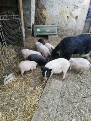Purcei si porci de vinzare 