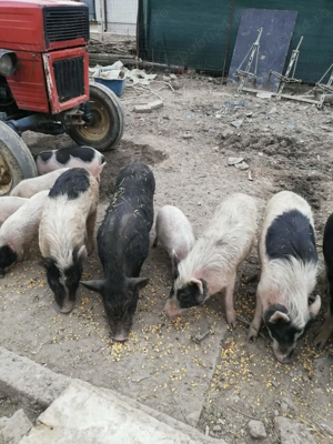 Purcei si porci de vinzare  - imagine 5