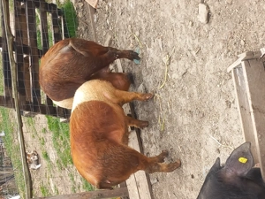 vand porci - imagine 4