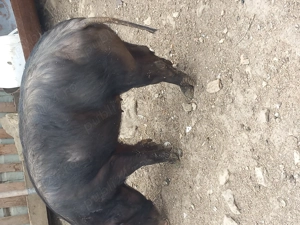 vand porci - imagine 3