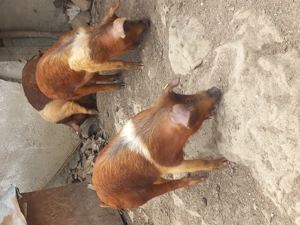 vand porci - imagine 2