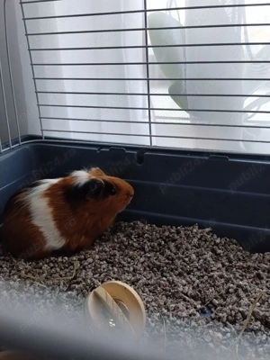 Porcușor de Guineea de vânzare  - imagine 2