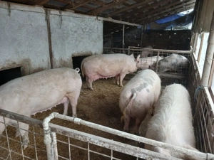 Porci de vanzare  - imagine 2