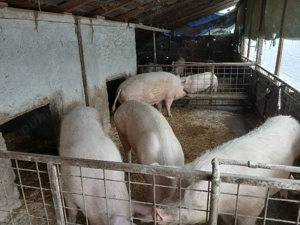 Porci de vanzare  - imagine 3