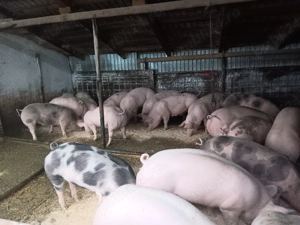 Porci de vanzare pentru paste  - imagine 3