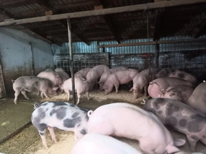 Porci de vanzare pentru paste  - imagine 2