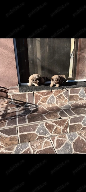 cătel bischon - imagine 2