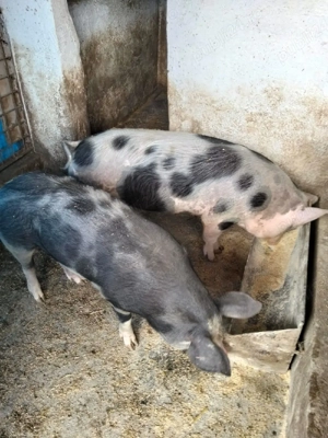 De vânzare două purcelușe greutate 80 -90 kg pietran 