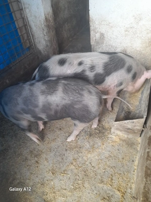De vânzare două purcelușe greutate 80 -90 kg pietran  - imagine 2