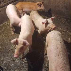 Purcei de vanzare  - imagine 2