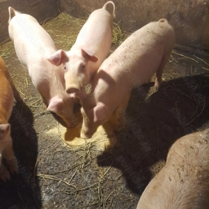 Purcei de vanzare  - imagine 3