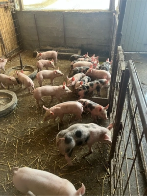 de vinzare purcei intarcati 