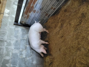 Vând 2 scroafe  din rasa landras cu mare alb  - imagine 2