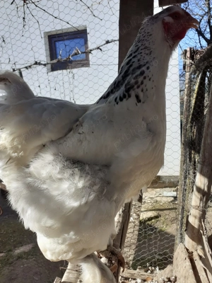 Brahma   1 cocoș + 2 găini   tineret 2025 - imagine 3