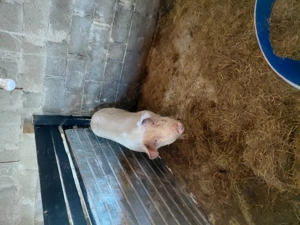 Vând 2 scroafe  din rasa landras cu mare alb 