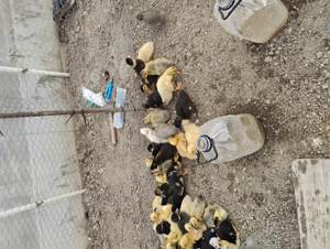 Boboci de rata  - 10 zile, rasă românească  - imagine 2