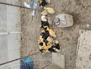 Boboci de rata  - 10 zile, rasă românească  - imagine 3