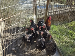 Gaini de rasa Wyandotte rosu negru - imagine 5