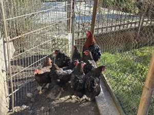 Gaini de rasa Wyandotte rosu negru - imagine 4