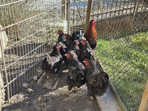 Gaini de rasa Wyandotte rosu negru