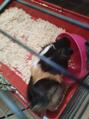 Donez porcușor de guineea  - imagine 2