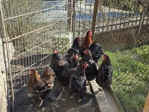 Gaini de rasa Wyandotte rosu negru - imagine 2