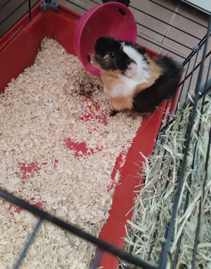 Donez porcușor de guineea 