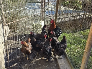 Gaini de rasa Wyandotte rosu negru - imagine 3