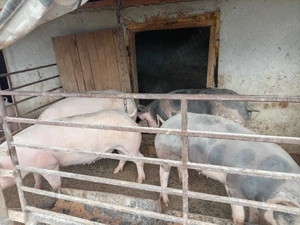 vind ce se vede - imagine 2