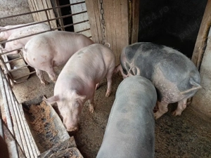 vind ce se vede - imagine 5