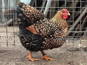 Ouă incubat Wyandotte Gsg