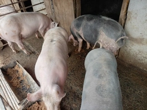 vind ce se vede - imagine 3