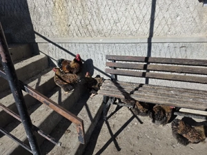 Ouă incubat Wyandotte Gsg - imagine 2