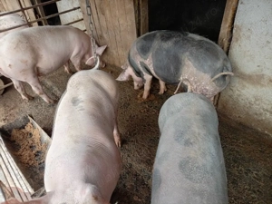 vind ce se vede - imagine 4