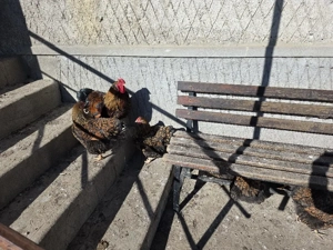 Ouă incubat Wyandotte Gsg - imagine 4