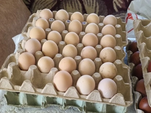 Ouă incubat Wyandotte Gsg