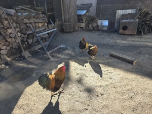 Ouă incubat Wyandotte Gsg - imagine 3