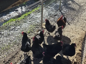 Ouă pentru incubat Marans - imagine 3