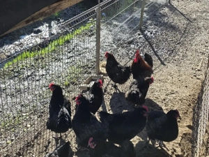 Ouă pentru incubat Marans - imagine 4