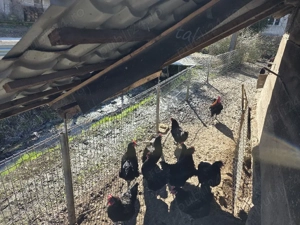 Ouă pentru incubat Marans - imagine 2