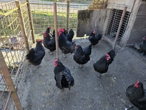 Ouă Australorp negru  - imagine 2