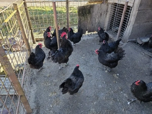 Ouă Australorp negru 