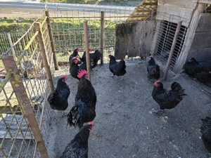 Ouă Australorp negru  - imagine 4