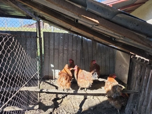 Găini de rasă New hampshire - imagine 3